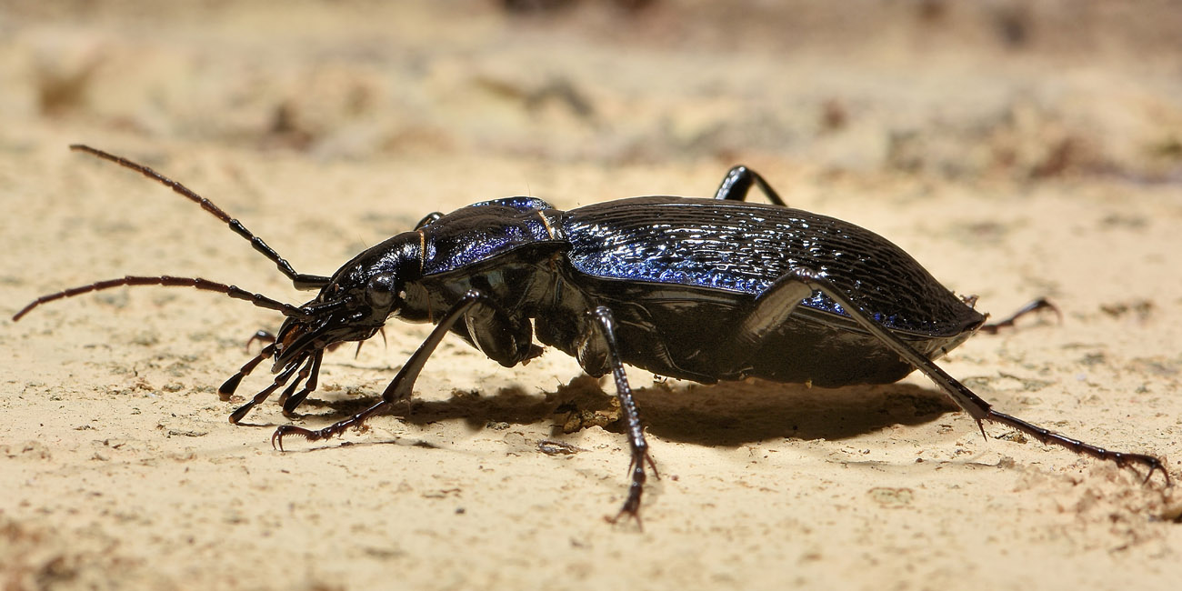 Carabidae: Carabus lefebvrei bayardi? S.